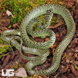 Ornate Flying Snake for sale - Underground Reptiles