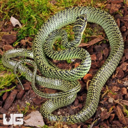 Ornate Flying Snake for sale - Underground Reptiles