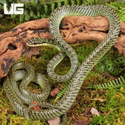 Ornate Flying Snake for sale - Underground Reptiles