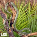Ornate Flying Snake for sale - Underground Reptiles