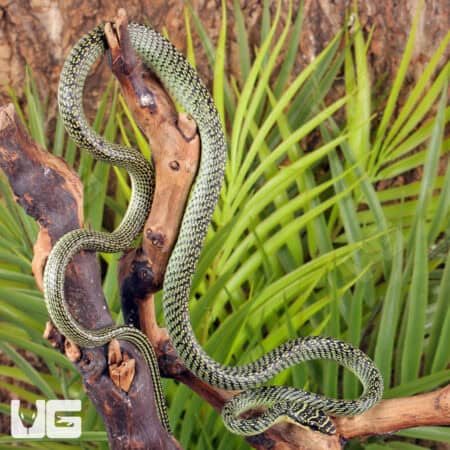 Ornate Flying Snake for sale - Underground Reptiles