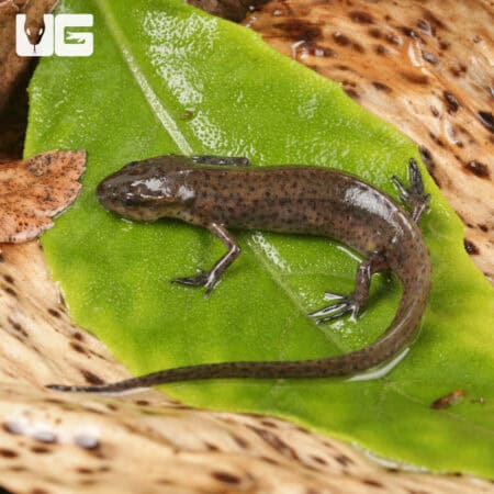 Peninsula Newts For Sale - Underground Reptiles