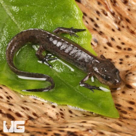 Peninsula Newts For Sale - Underground Reptiles
