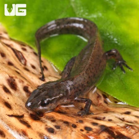 Peninsula Newts For Sale - Underground Reptiles