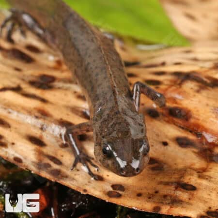 Peninsula Newts For Sale - Underground Reptiles