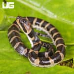 Baby Puff Faced Water Snake (Homalopsis buccata) For Sale - Underground Reptiles