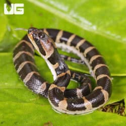 Baby Puff Faced Water Snake (Homalopsis buccata) For Sale - Underground Reptiles
