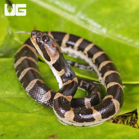 Baby Puff Faced Water Snake (Homalopsis buccata) For Sale - Underground Reptiles