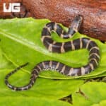 Baby Puff Faced Water Snake (Homalopsis buccata) For Sale - Underground Reptiles