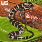 Baby Puff Faced Water Snake (Homalopsis buccata) For Sale - Underground Reptiles