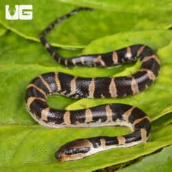 Baby Puff Faced Water Snake (Homalopsis buccata) For Sale - Underground Reptiles
