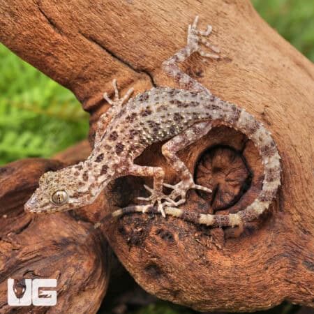Rough Tailed Gecko For Sale - Underground Reptiles