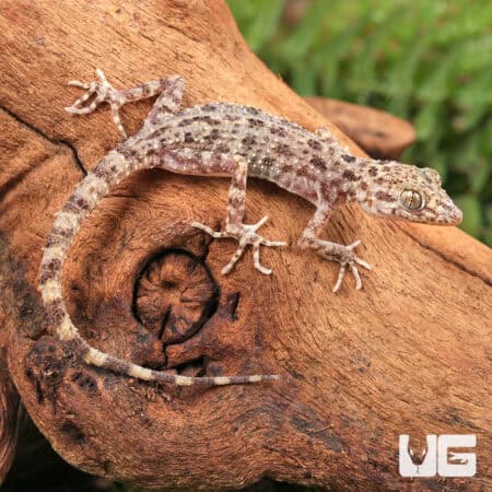 Rough Tailed Gecko For Sale - Underground Reptiles