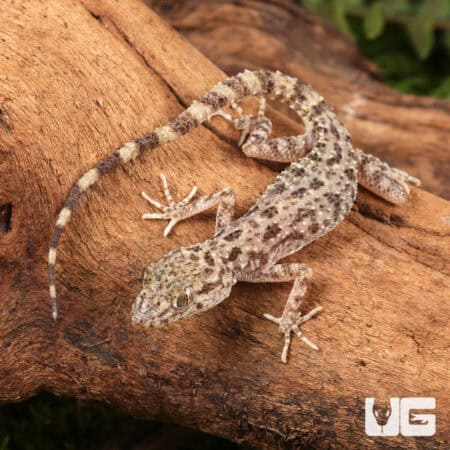 Rough Tailed Gecko For Sale - Underground Reptiles