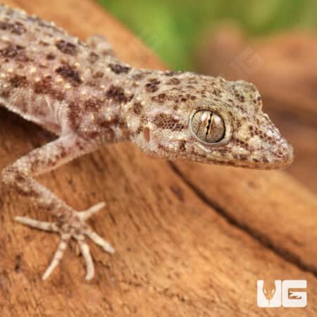 Rough Tailed Gecko For Sale - Underground Reptiles
