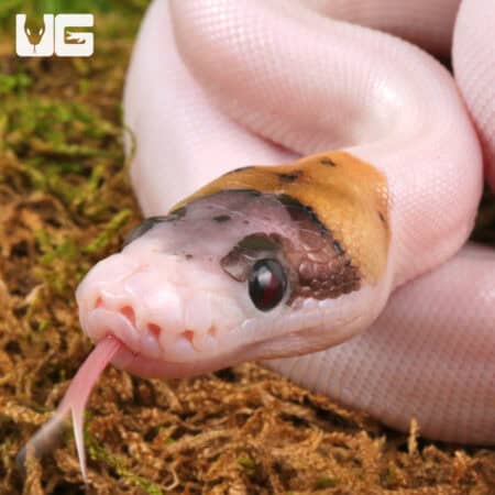 Baby Scaleless Head Spied Poss Pinstripe Ball Python For Sale - Underground Reptiles