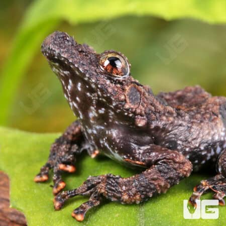 Spiny Warty Frog (Theloderma horridum) For Sale - Underground Reptiles