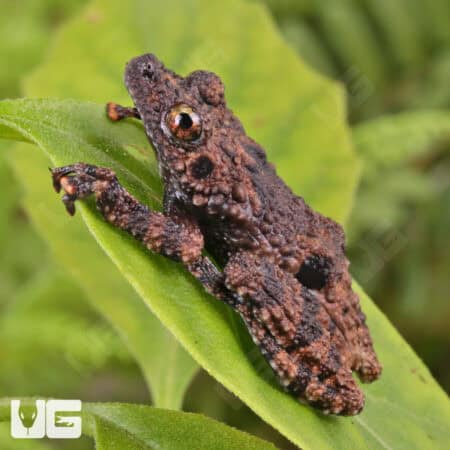 Spiny Warty Frog on green leaf.