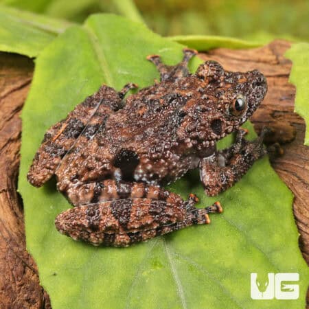 Spiny Warty Frog (Theloderma horridum) For Sale - Underground Reptiles