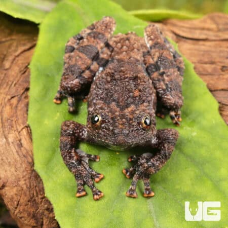 Spiny Warty Frog (Theloderma horridum) For Sale - Underground Reptiles