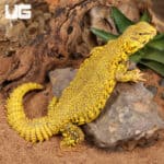 Super Yellow Uromastyx For Sale - Underground Reptiles