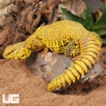 Super Yellow Uromastyx For Sale - Underground Reptiles