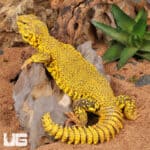 Super Yellow Uromastyx For Sale - Underground Reptiles