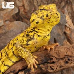 Super Yellow Uromastyx For Sale - Underground Reptiles