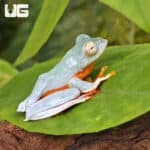 Twin Spotted Tree Frog (Rhacophorus bipunctatus) For Sale - Underground Reptiles