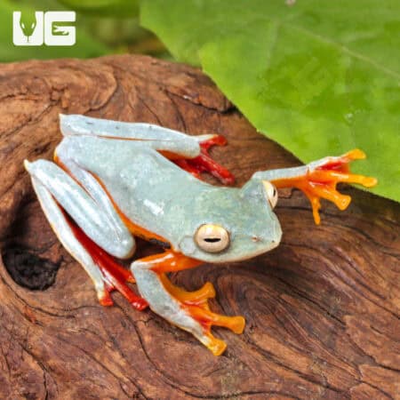 Twin Spotted Tree Frog, colorful amphibian, reptile, exotic pet, amphibian care, tropical frog.