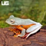 Twin Spotted Tree Frog (Rhacophorus bipunctatus) For Sale - Underground Reptiles