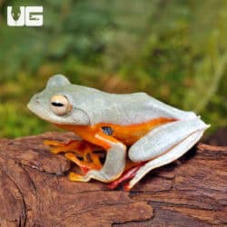 Twin Spotted Tree Frog (Rhacophorus bipunctatus) For Sale - Underground Reptiles