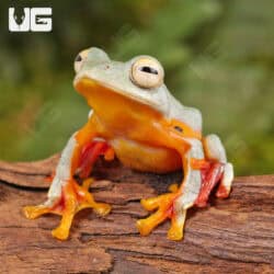 Twin Spotted Tree Frog (Rhacophorus bipunctatus) For Sale - Underground Reptiles