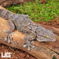White Spot Gecko For Sale - Underground Reptiles