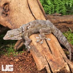 White Spot Gecko For Sale - Underground Reptiles