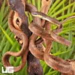 White Spotted Cat Snakes For Sale - Underground Reptiles