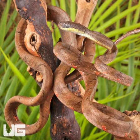 White Spotted Cat Snakes For Sale - Underground Reptiles