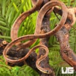 White Spotted Cat Snakes For Sale - Underground Reptiles