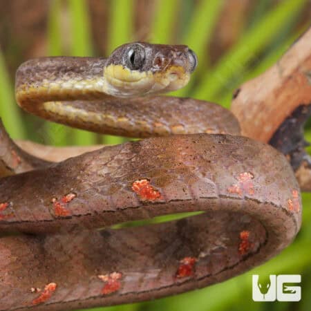 White Spotted Cat Snakes For Sale - Underground Reptiles