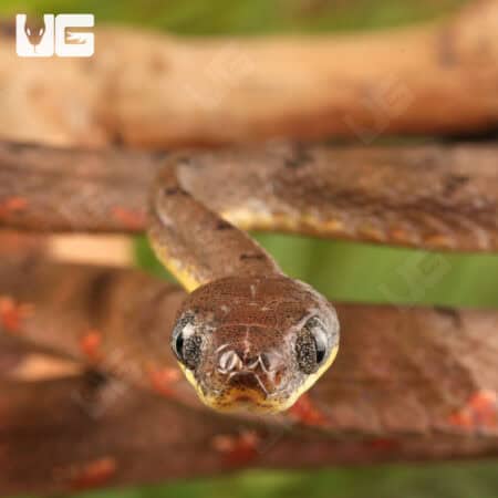 White Spotted Cat Snakes For Sale - Underground Reptiles