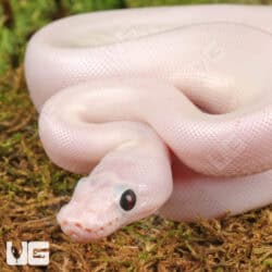 Baby White Wedding Ball Python For Sale - Underground Reptiles