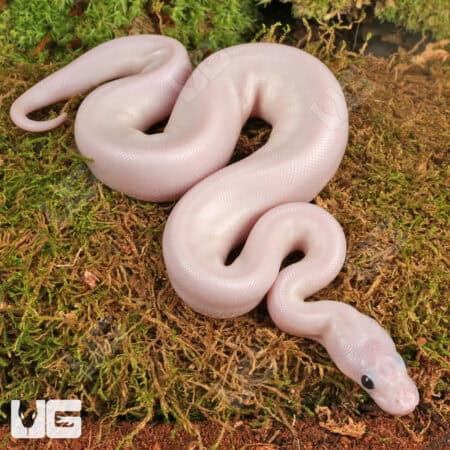 Baby White Wedding Ball Python For Sale - Underground Reptiles
