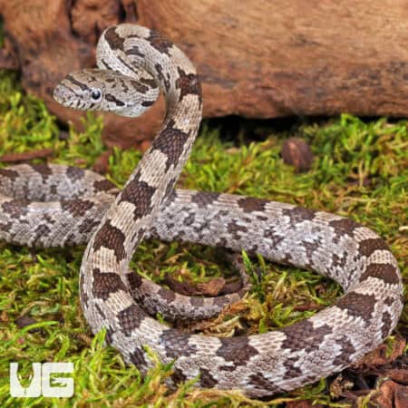 White Oak Grey Ratsnake For Sale - Underground Reptiles