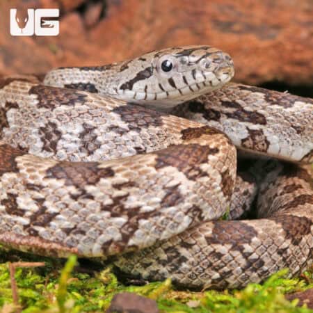 White Oak Grey Ratsnake For Sale - Underground Reptiles