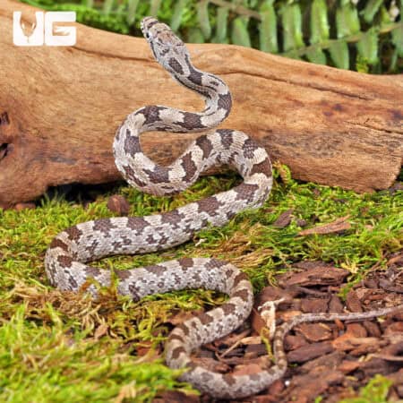 White Oak Grey Ratsnake For Sale - Underground Reptiles