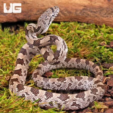 White Oak Grey Ratsnake For Sale - Underground Reptiles