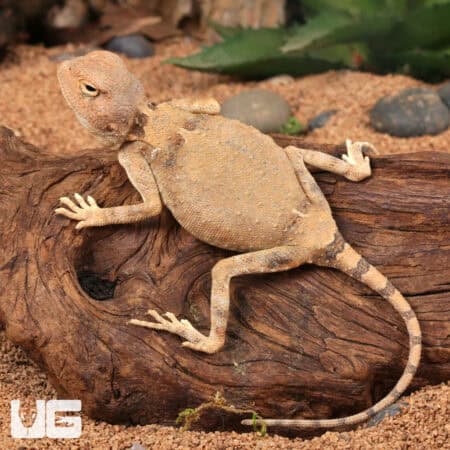 Desert Agama For Sale - Underground Reptiles