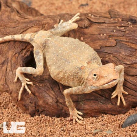 Desert Agama For Sale - Underground Reptiles