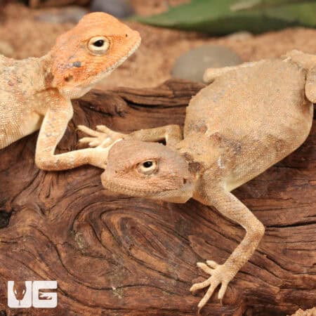 Desert Agama For Sale - Underground Reptiles