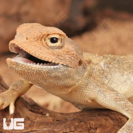Desert Agama For Sale - Underground Reptiles